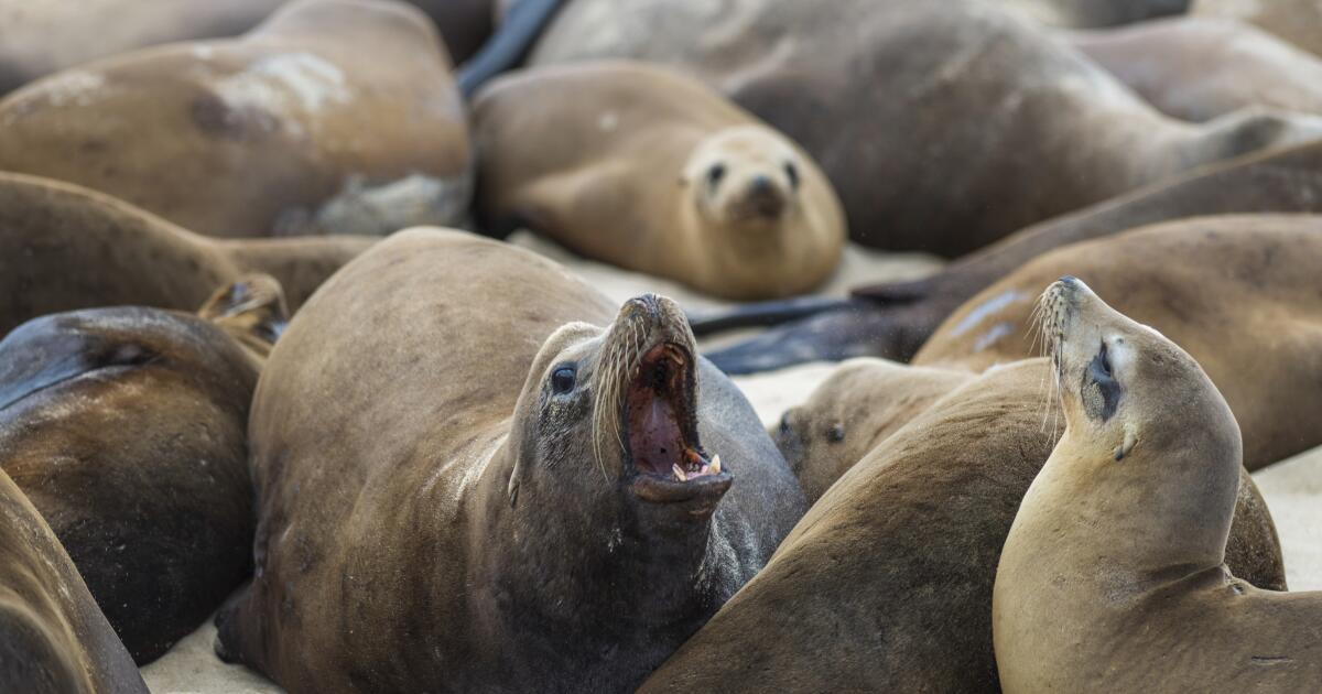 Outbreak of kidney disease is killing sea lions in California. Here's why humans should be concerned