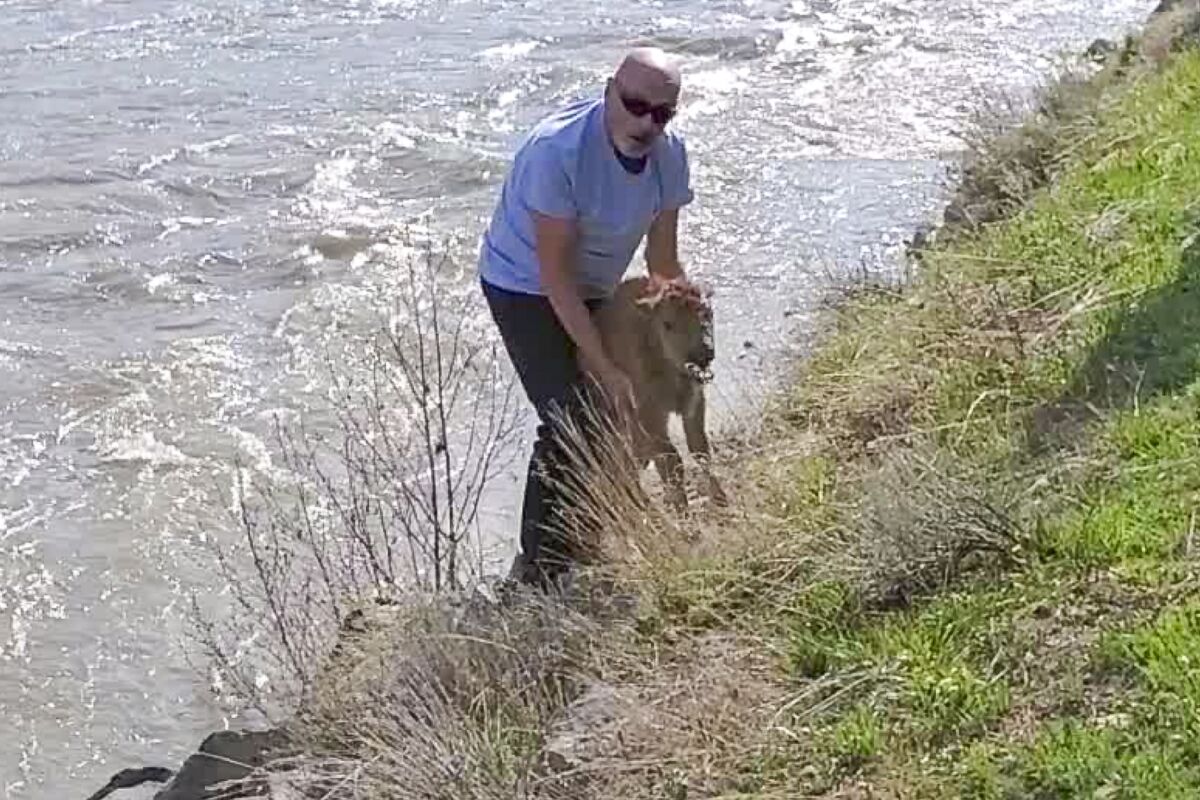 A man is pulling up a bison calf while standing close to a river, down at an embankment