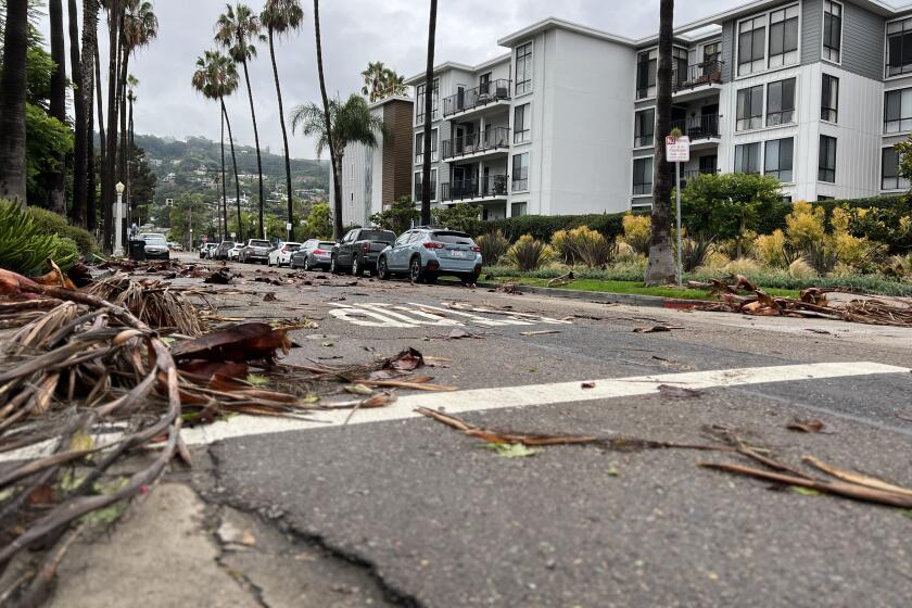 Storm-driven debris from palm trees lines both sides of El Paseo Grande in La Jolla Shores.