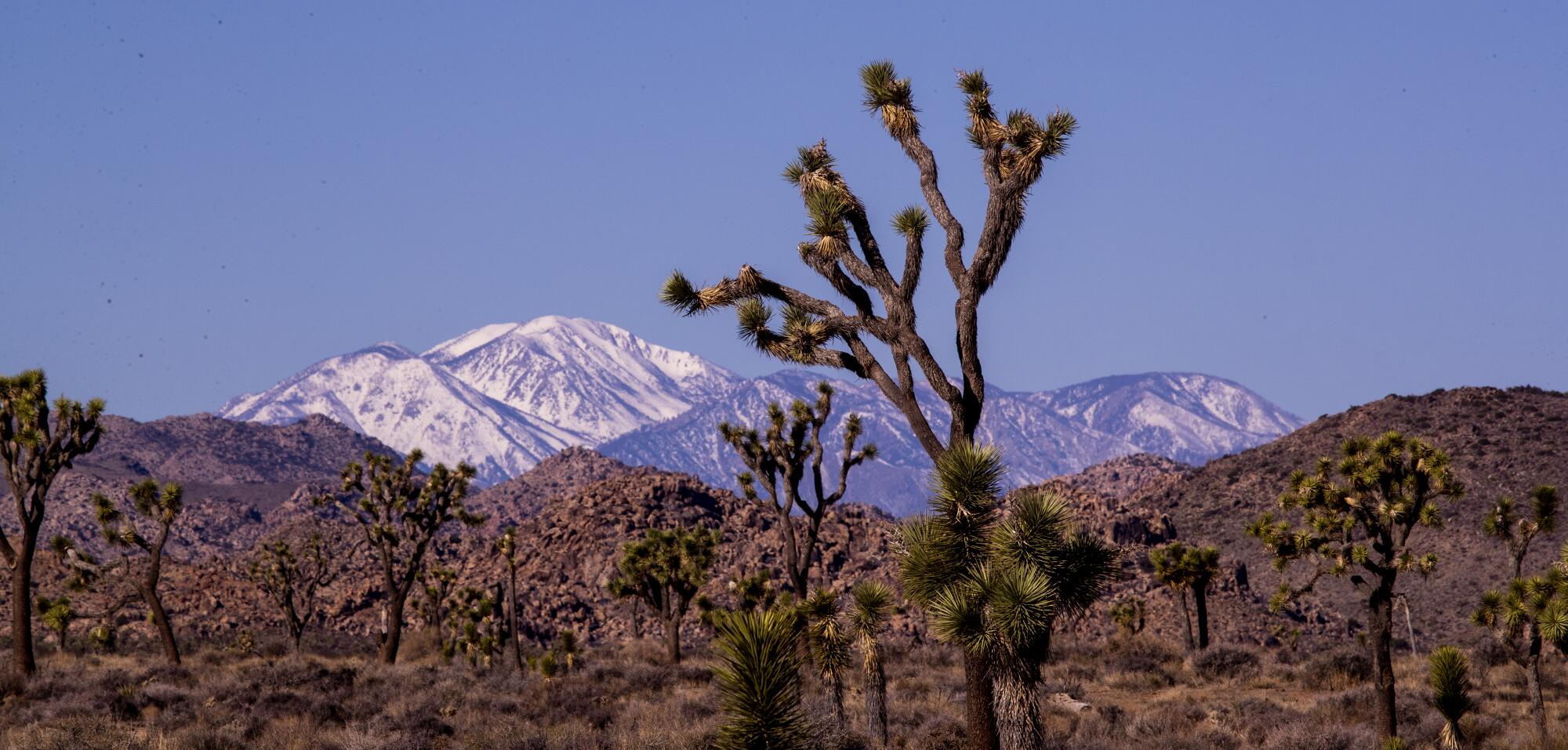 Joshua trees rise from the desert as a snow-capped mountain looms in the distance.