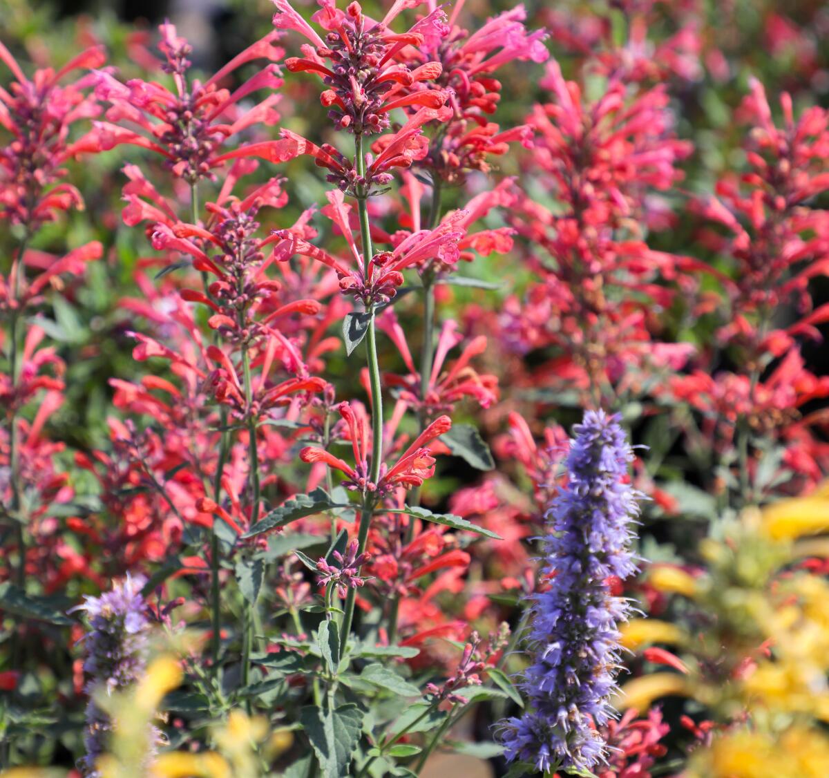 Agastache sunset is one of several agastache varieties available at Walter Andersen Nursery in Poway.
