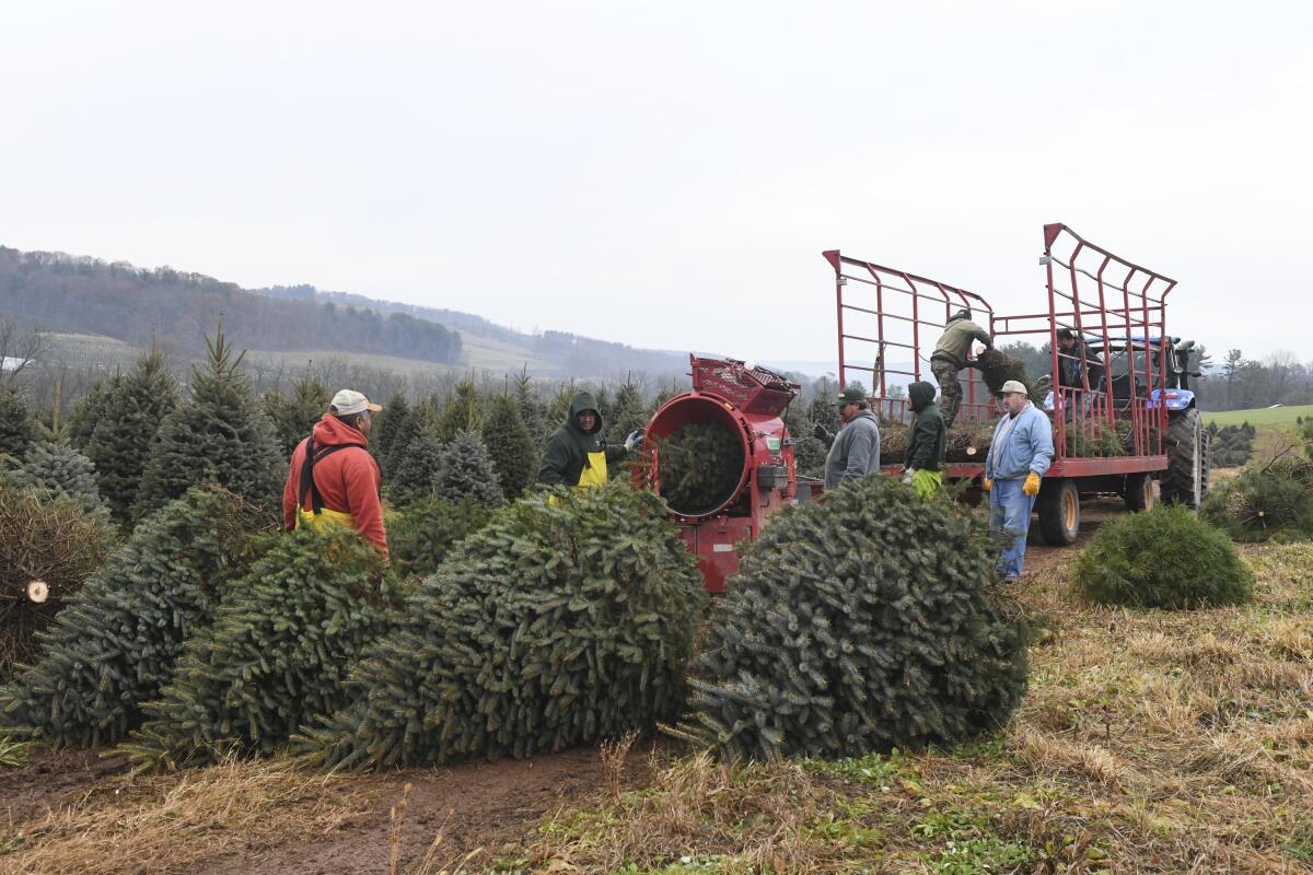 Trabajadores colocan árboles en una máquina empacadora en la plantación de árboles de Navidad JC Hill,