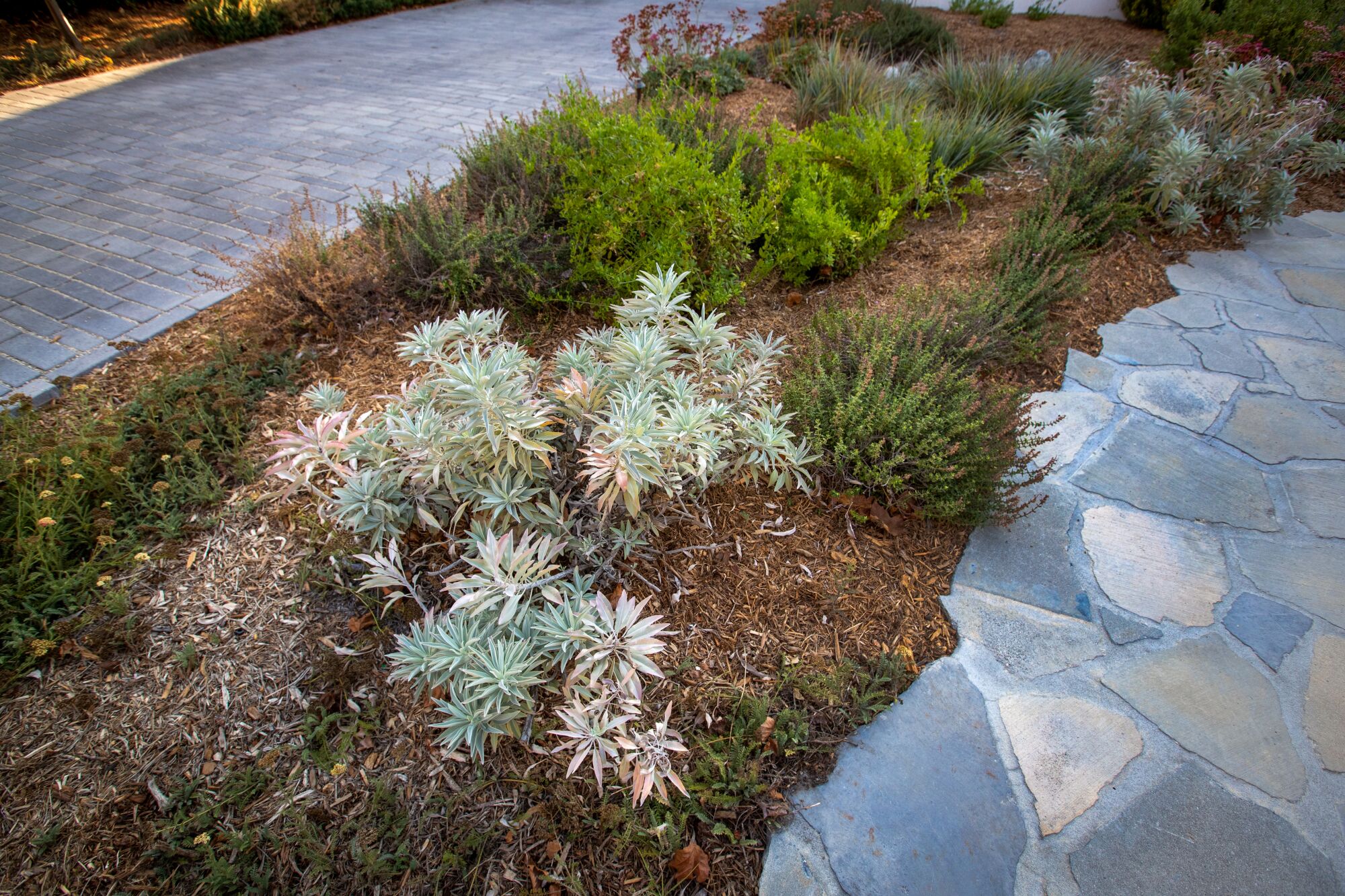 A strip of native plants in between a driveway and a concrete path.