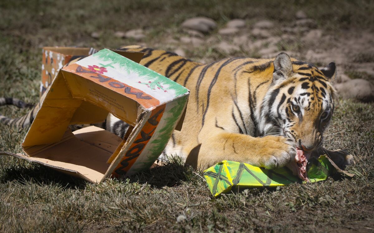Moka, a "generic tiger" celebrated his first birthday at Lions Tigers and Bears