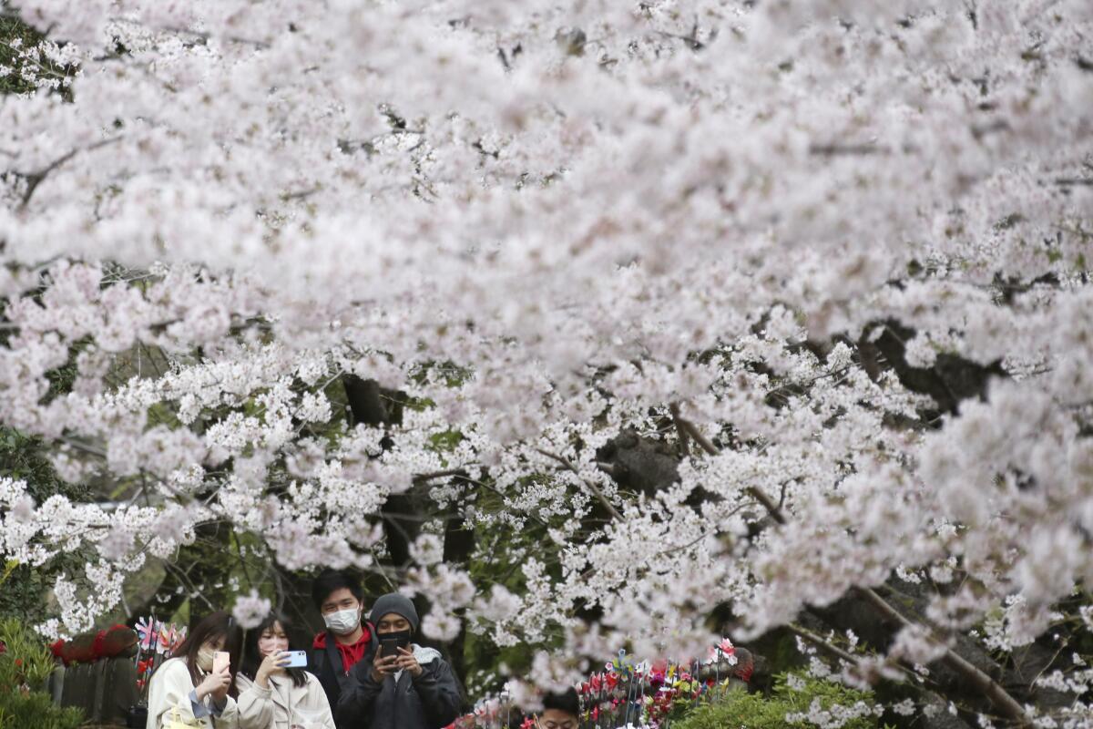 What It Was Like to Celebrate Cherry Blossom Season in Japan - AFAR