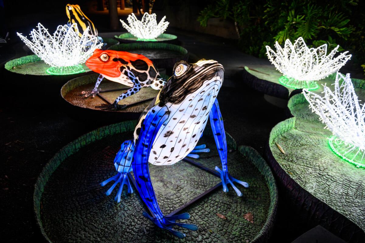 Lit up frogs