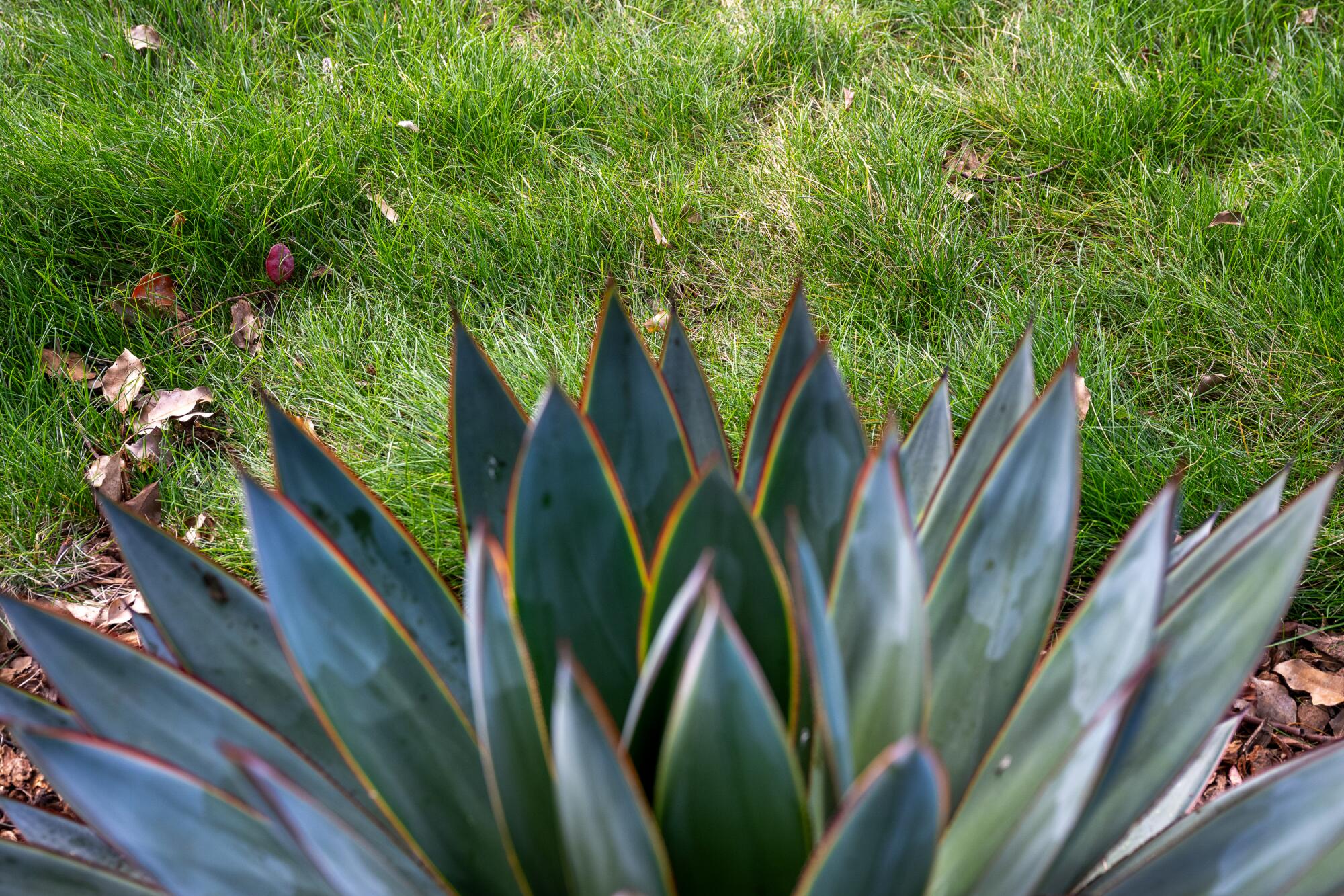 An agave plant in the foreground and long native grass in the background.