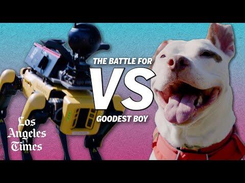 Robot Dog vs. Real Dog