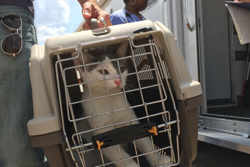 A cat from League City, Texas, is brought from a big-rig truck to the Emancipet clinic in Houston