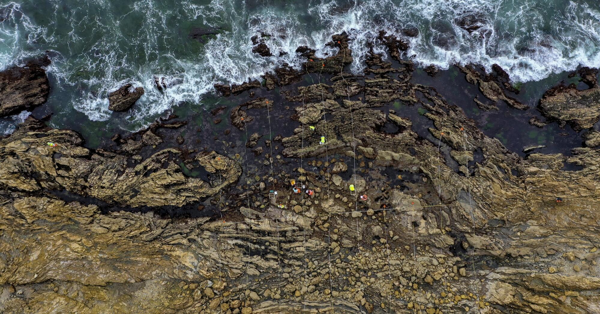 Biologists study  Little Corona del Mar tide pools.