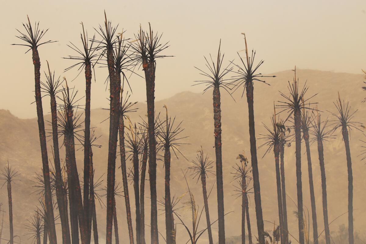 Burned palm trees are left standing between the 101 Freeway and Faria Beach as the Thomas fire reaches the Pacific Ocean.
