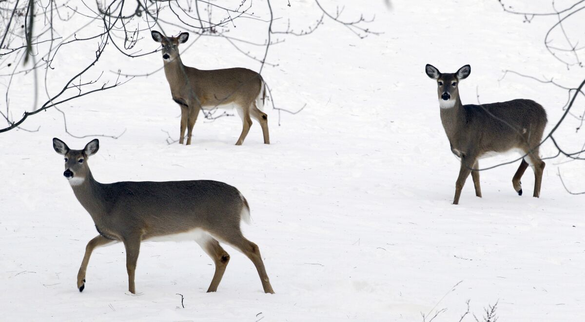 FILE - Deer forage through a blanket of snow in Lancaster, N.Y., Saturday, Jan. 5, 2013. The highly infectious COVID-19 omicron variant was detected in the white-tailed deer population on New York's Staten Island, according to a study by a Penn State research team. (AP Photo/David Duprey, File)