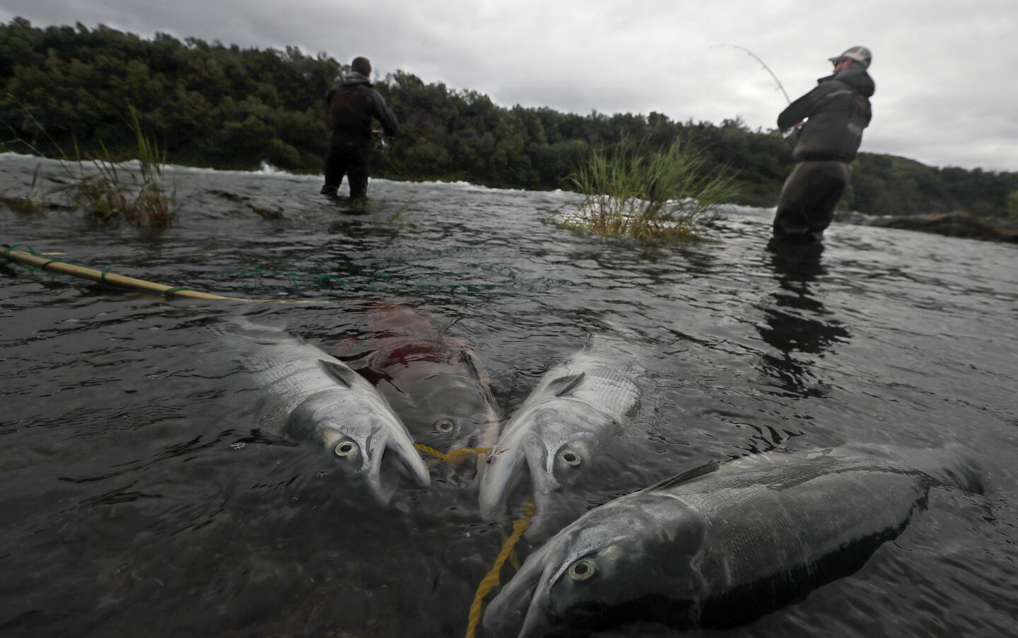 Sockeye salmon are tethered to the shore