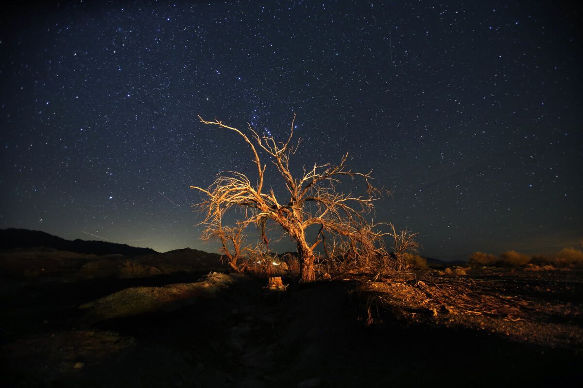 Stars shine in the night sky over a dead tree in Death Valley National Park.