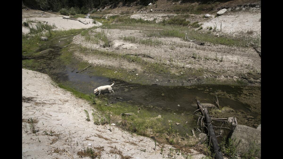 Reporter Diana Marcum's dog Murphy treads through a trickle of water in Willow Cove. Not long ago, this part of Bass Lake was full, but years of drought have reduced it to a muddy stream.