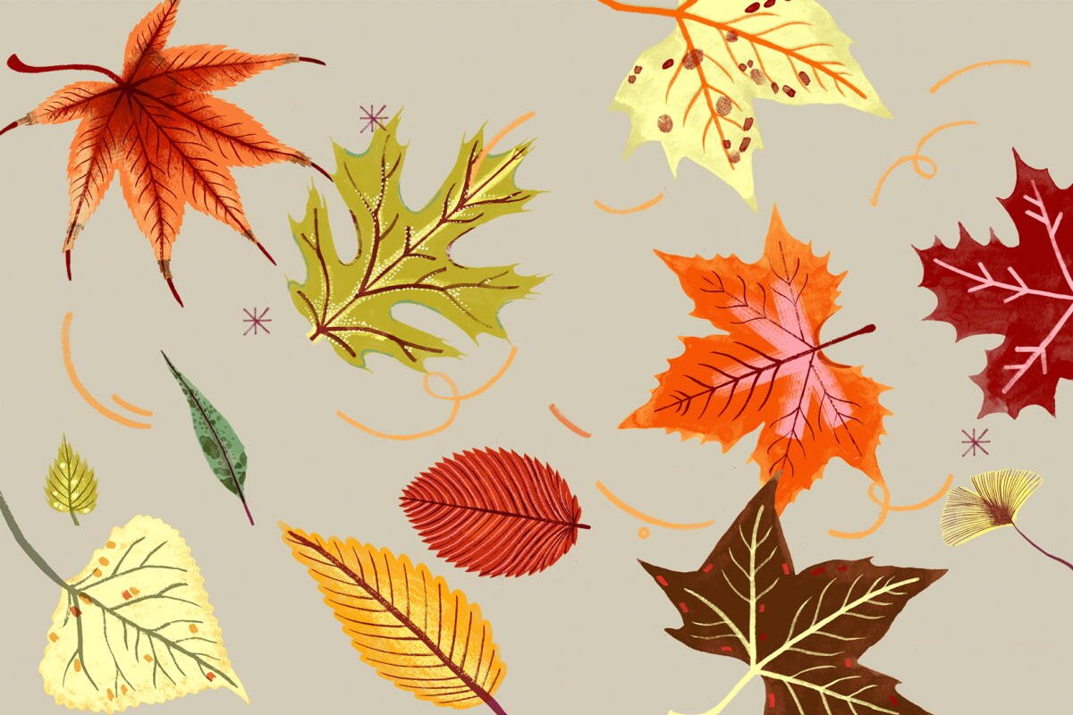 Fall Color Day Seeking fall colors? Visit Sacramento for autumn trees - Los Angeles Times
