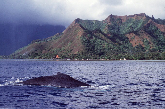 A humpback whale surfaces off the coast of Moorea.