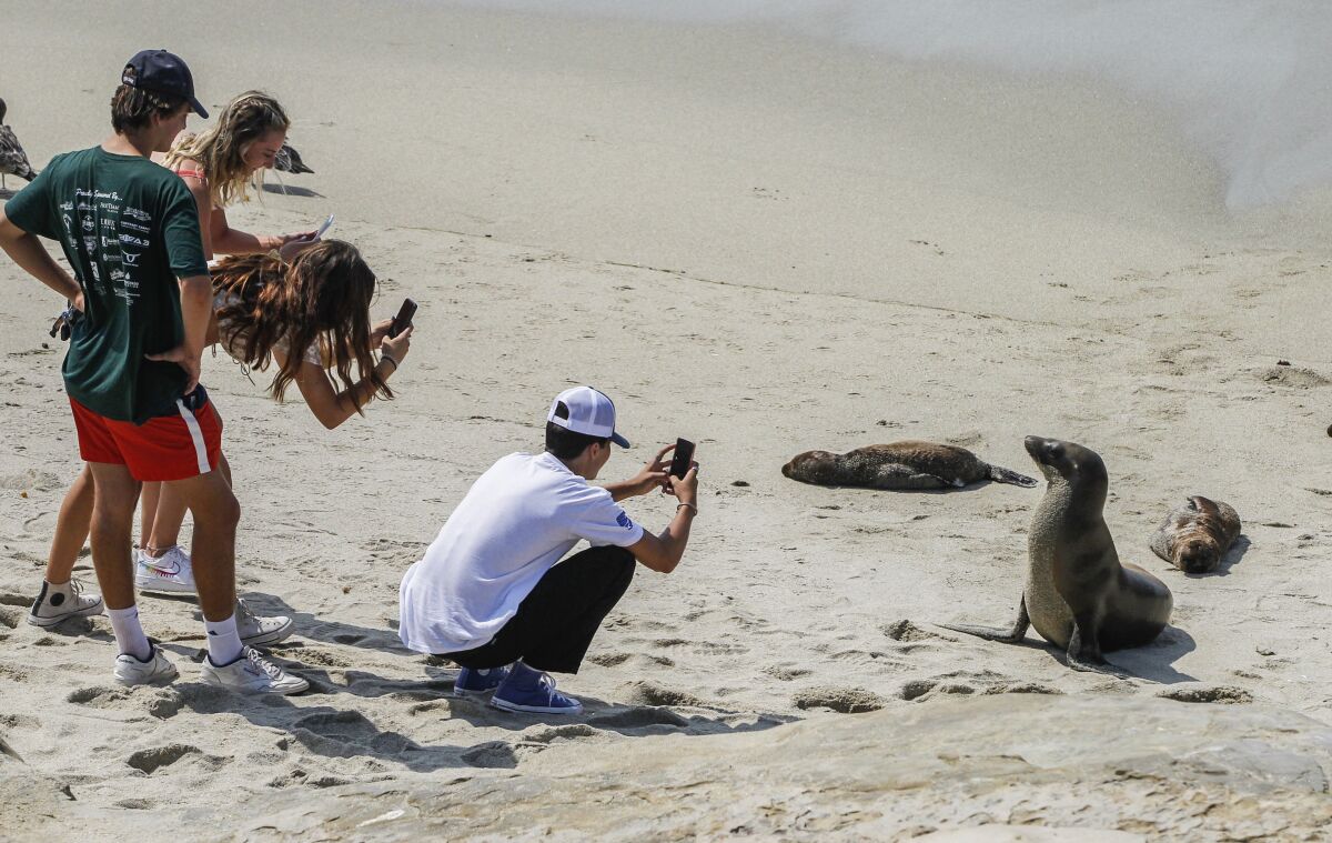 People photograph sea lions on a beach