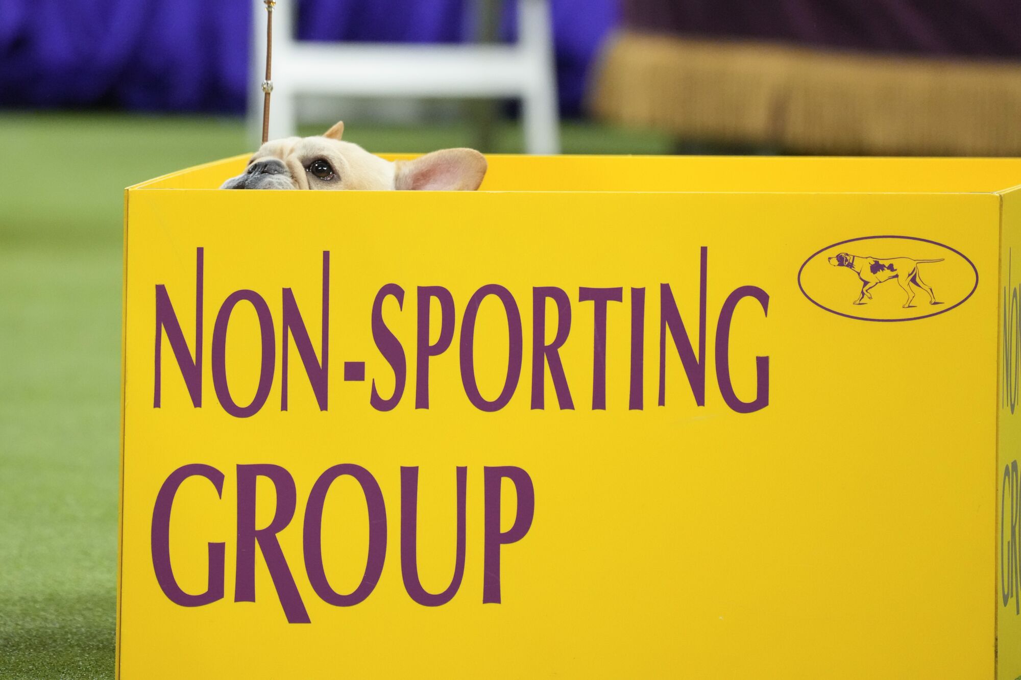 Winston the French bulldog peers from a box labeled "Non-Sporting Group"