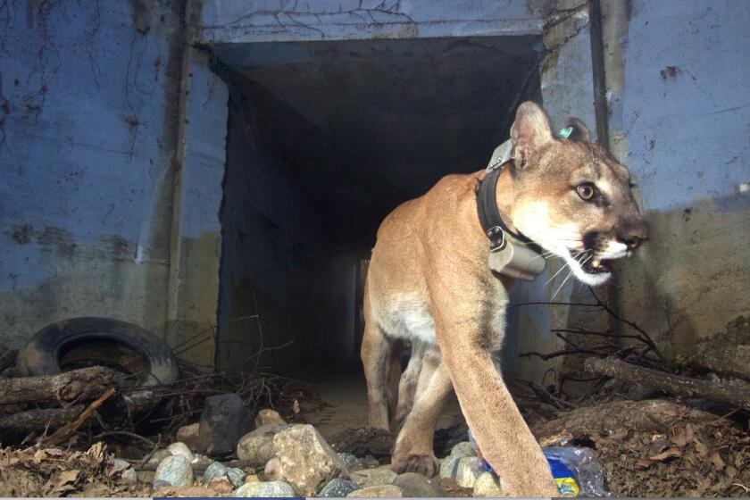In this May 2018 photo, mountain lion P-64 uses a tunnel to cross under a freeway in the Santa Monica Mountains. 