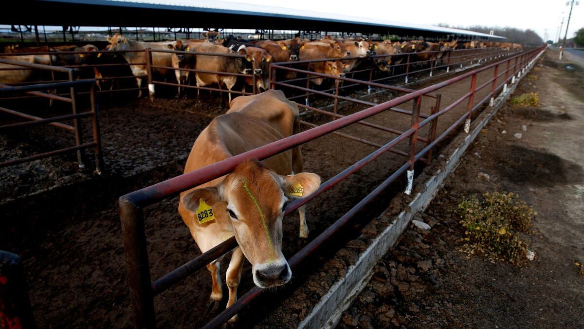 Dairy cows in Tulare, Calif. (Gary Coronado / Los Angeles Times)