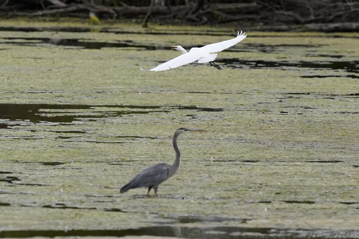 A great egret flies above a great blue heron in a Michigan wetland.