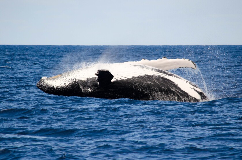 Coming To Western Australia S Coast Swimming With Humpback Whales