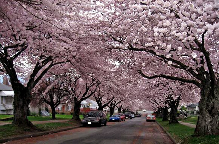 Where Cherry Trees Are Blooming Right Now Portland And In The Future Los Angeles Times
