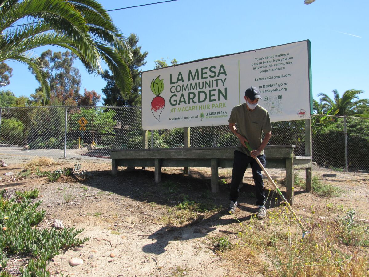 Tony Radna works on weeding Friday morning at the La Mesa Community Garden at MacArthur Park.