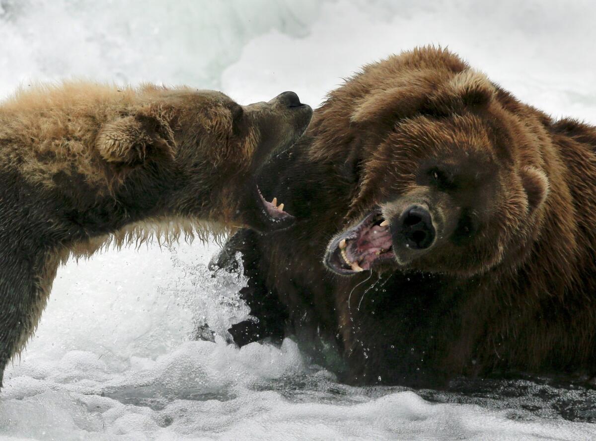 Two large, dominant coastal brown bears fight in the shallow waters at Brooks Falls. According to park rangers, the battles between the animals are usually caused by disputes over fishing rights.