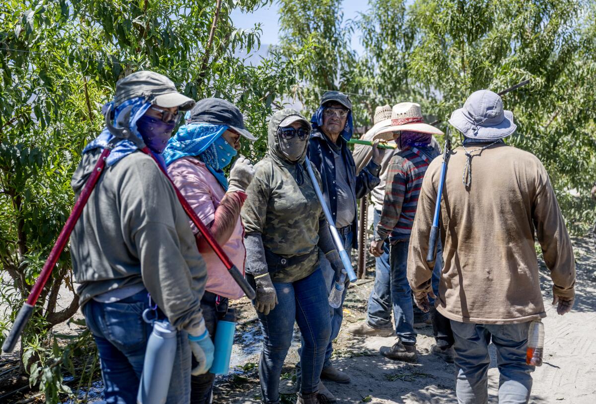 Farmworkers dressed in long sleeves and hats wait in the shade after a long, hot day working in peach orchards.