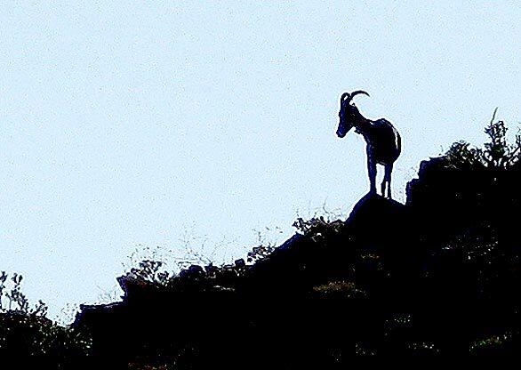 bighorn seen on a rocky ridge