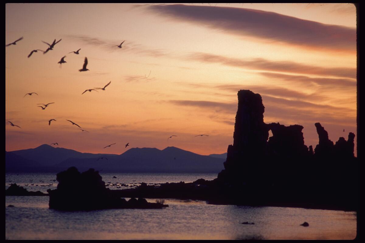 Gulls at twilight on Mono Lake
