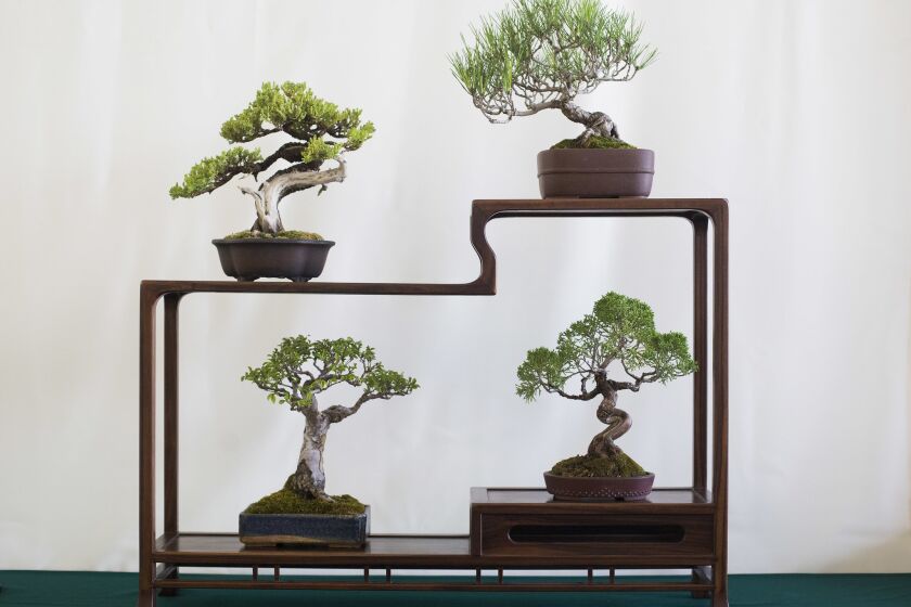 Bonsai trees on display during an annual bonsai exhibit at Bowers Museum in Santa Ana on Sept. 2.
