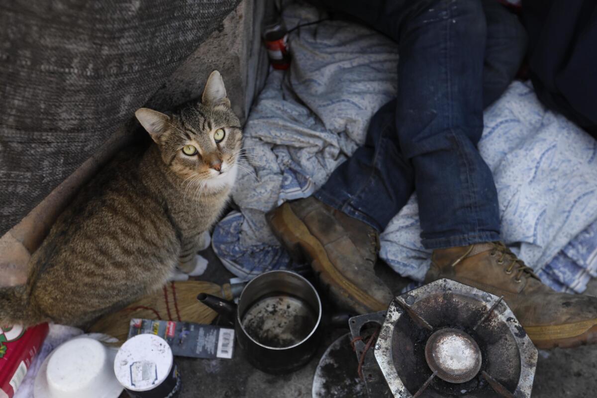 Bubba sits next to his owner, Robin "Country" Boatner, 60, who takes shelter above the L.A. River before a forecast rainstorm. Boatner's camp in the river usually floods when it rains.