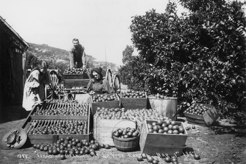 Two Patterson family daughters and a hired worker grade lemons in Spring Valley, circa 1897.