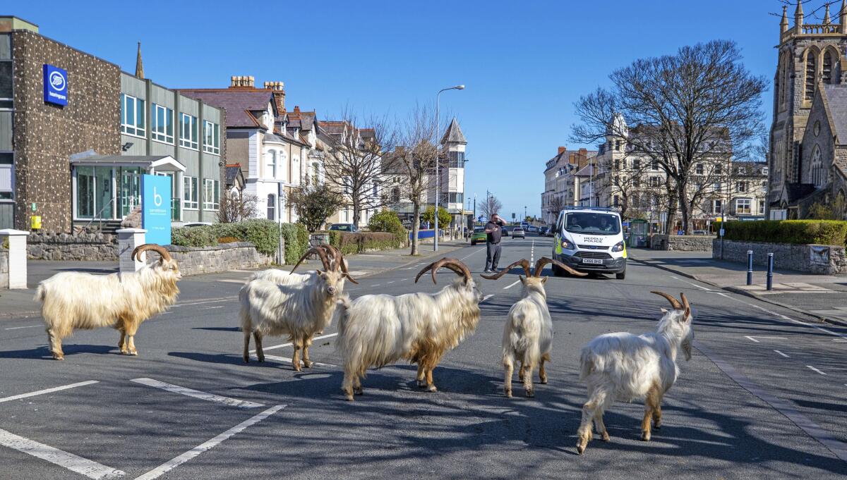Goats walk the quiet streets in Llandudno, north Wales, that have been deserted due to a coronavirus-induced lockdown. 