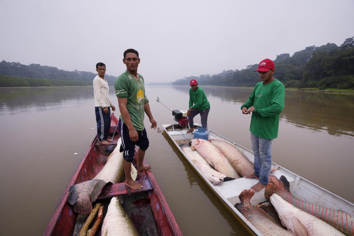 In the , a giant fish helps save the rainforest - The San Diego  Union-Tribune