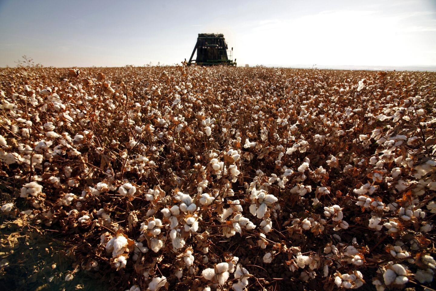 Just a few years ago, cotton production was booming in Central California, as seen in this 2010 photo of the fall harvest. But the United States Department of Agriculture says California farmers are planting as much as 35% less of some varieties in 2014 compared with last year.