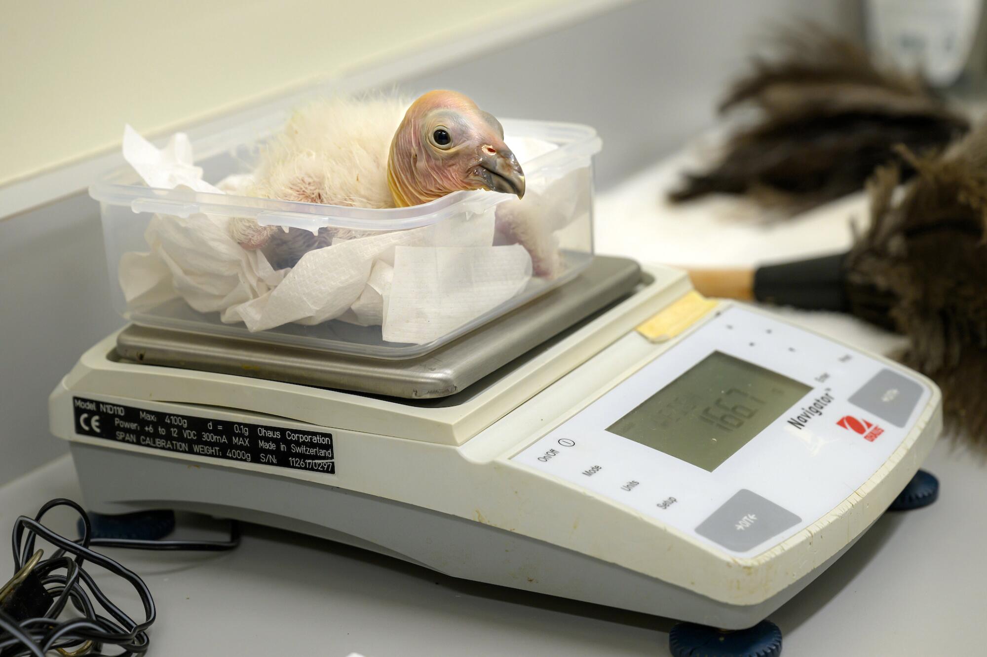 California condor chick being weighed. A record 17 condor chicks are t