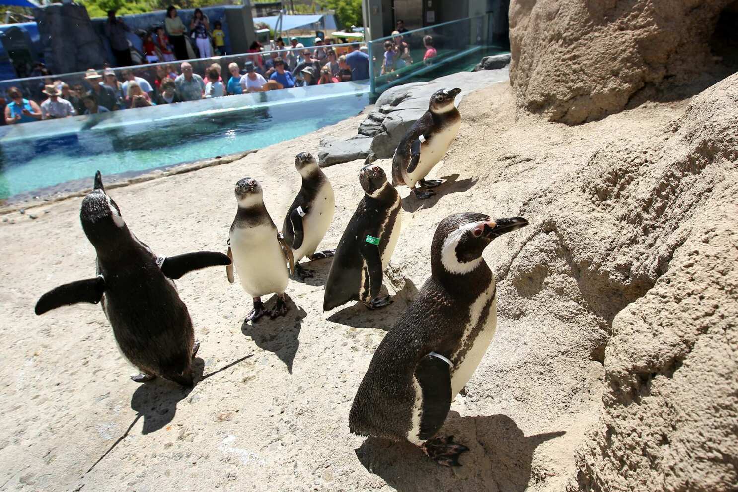 New penguin exhibit at Aquarium of the Pacific - Los Angeles Times