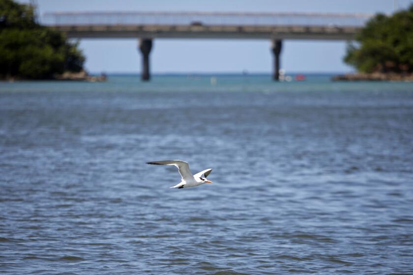FILE - A bird flies over the San Juan Bay Estuary in San Juan, Puerto Rico, Oct. 26, 2013. A $62 million project to dredge Puerto Rico's biggest and most important seaport began Wednesday, April 3, 2024 amid fierce opposition from environmentalists. Crews will remove nearly 3 million cubic yards of marine floor to open the San Juan Bay to larger vessels including tankers that will serve a new liquid natural gas terminal on Puerto Rico's north coast. (AP Photo/Ricardo Arduengo, File)