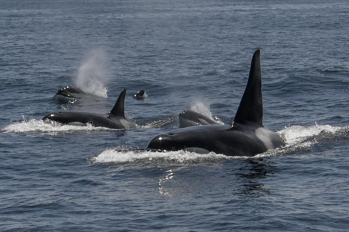 Three killer whales in the waters near the Farallon Islands.