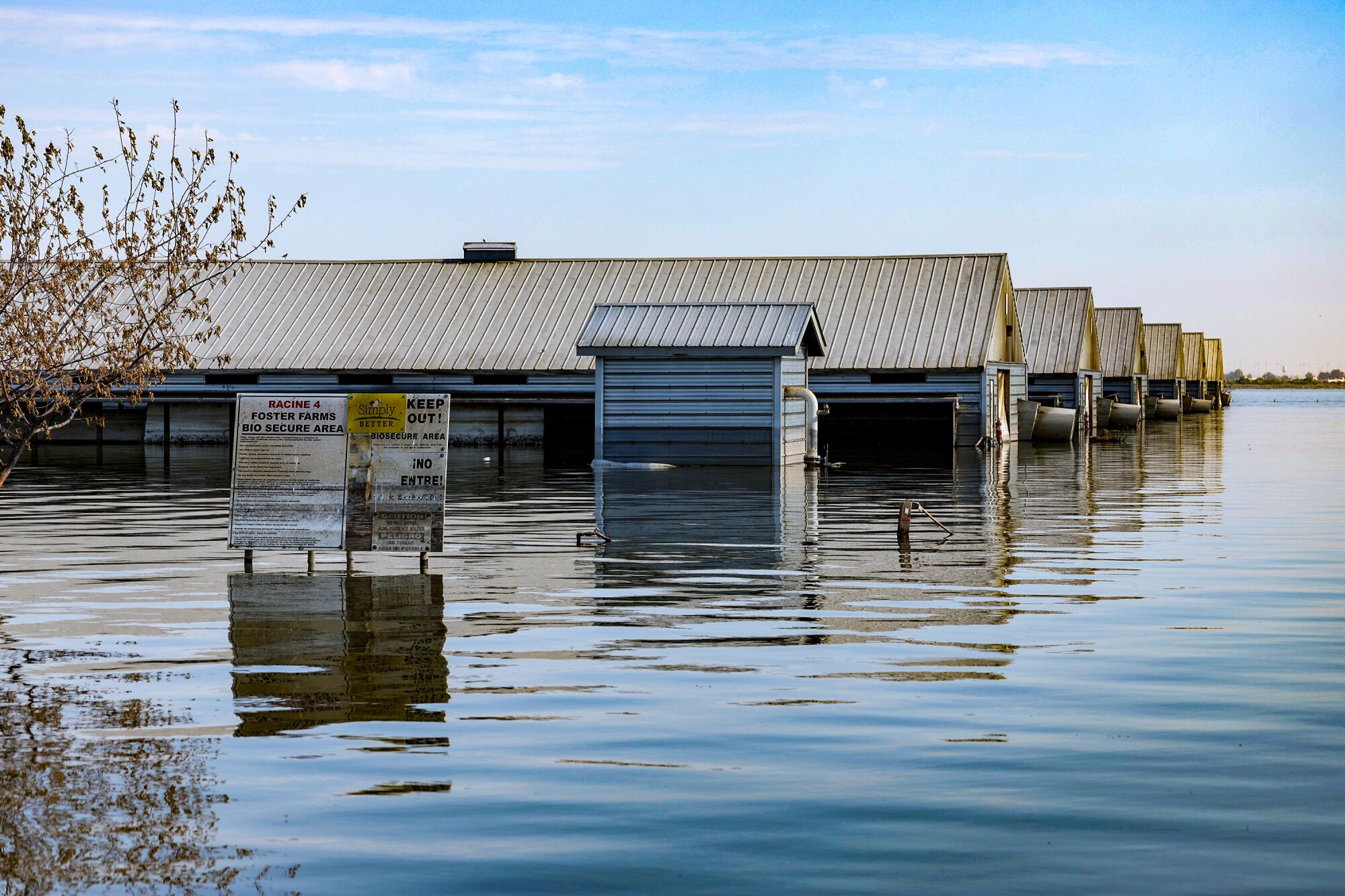 Flooded chicken sheds at a Foster Farms ranch  