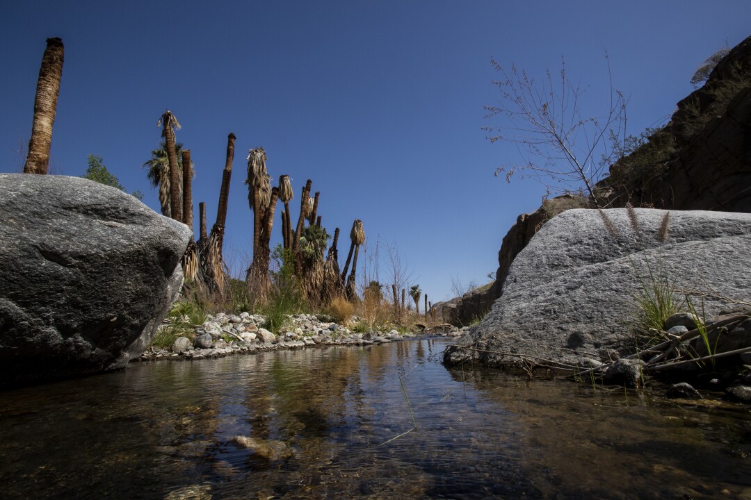 Dead-looking fan palm trees line a creek.