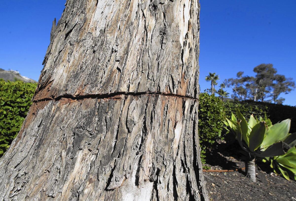 Circular one-inch cuts were made to eucalyptus trees lining the sidewalk paths between South Coast Highway and the Montage hotel in Laguna Beach.