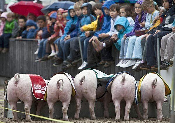 Piglets feed at a trough after their race at a Swiss agricultural fair in St. Gallen, Switzerland.