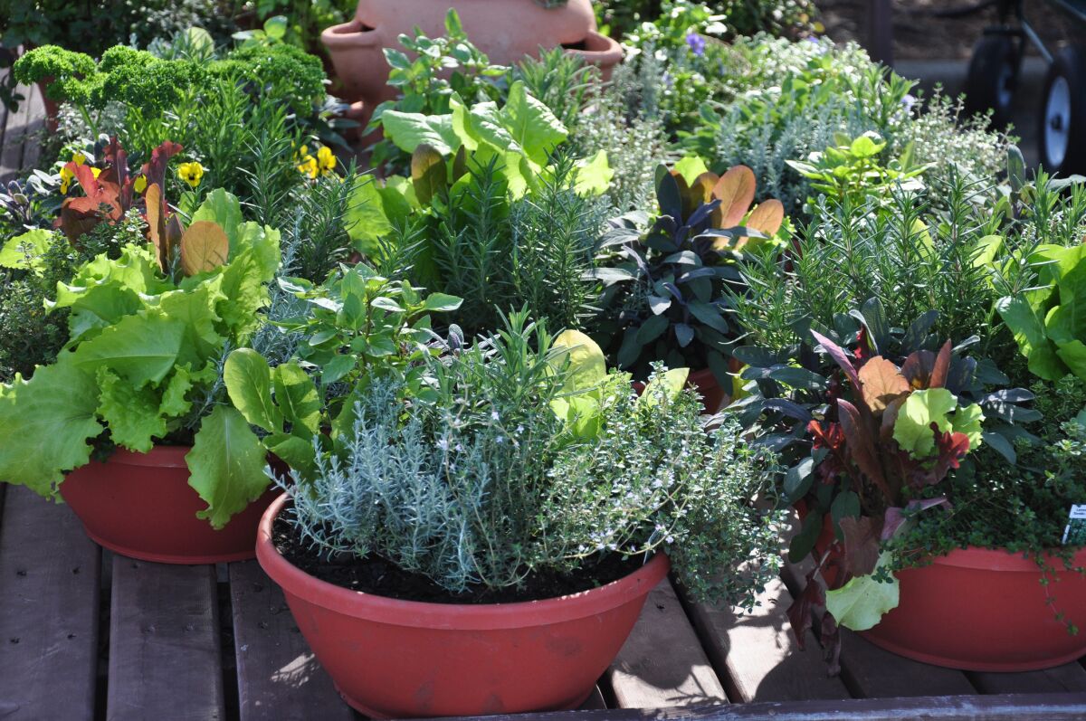 Fresh herbs grown in compact containers suitable for backyard or patio gardening.