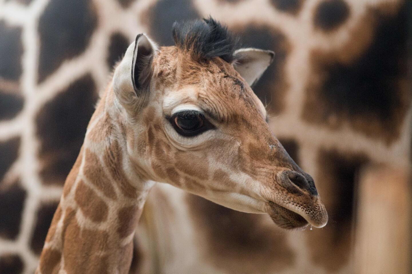 A Rothschild's giraffe baby stands next to its mother Jan. 16, 2017, at the zoo in Magdeburg, Germany. The male baby giraffe was born Jan. 10, 2017.
