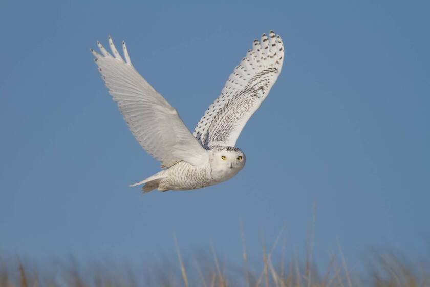 Missing Nearly 3 Billion Birds That Used To Live In North